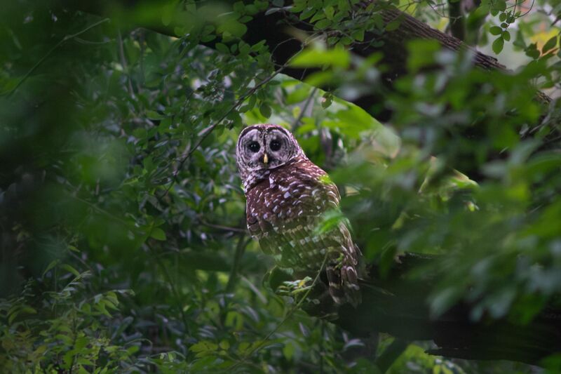 How do yall get close unobstructed views?