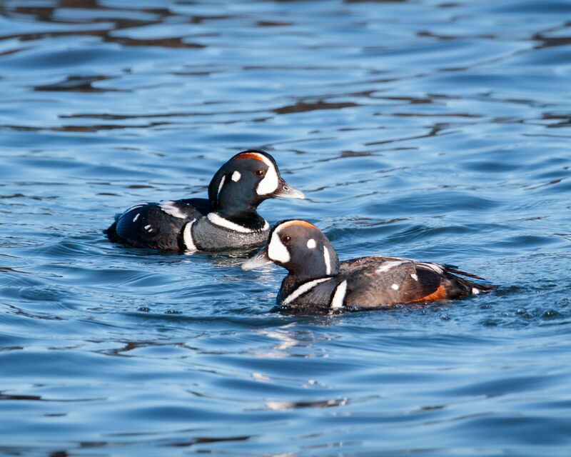 Harlequin ducks