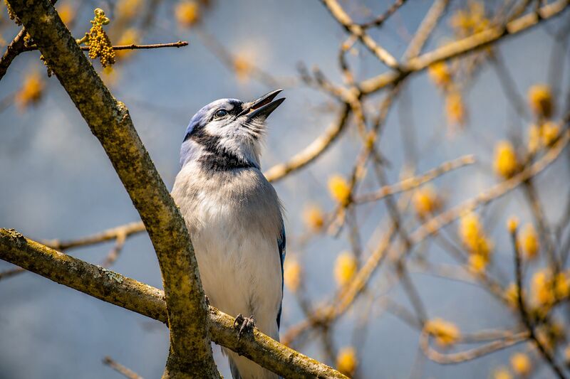 Blue Jay