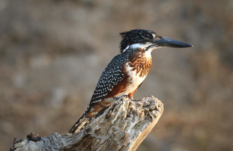 African Giant Kingfisher - River Enforcement Officer