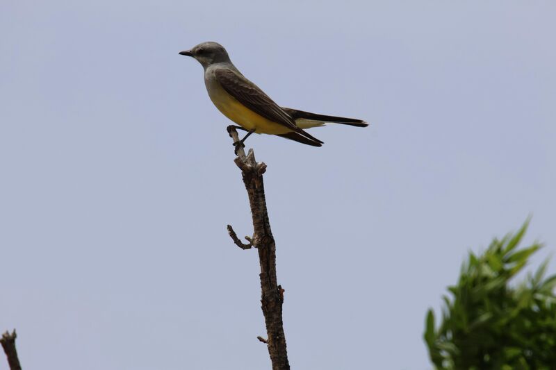 Western kingbird