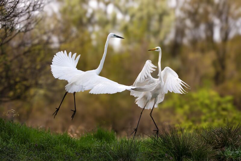 Canon R6 MII & Sigma 60-600