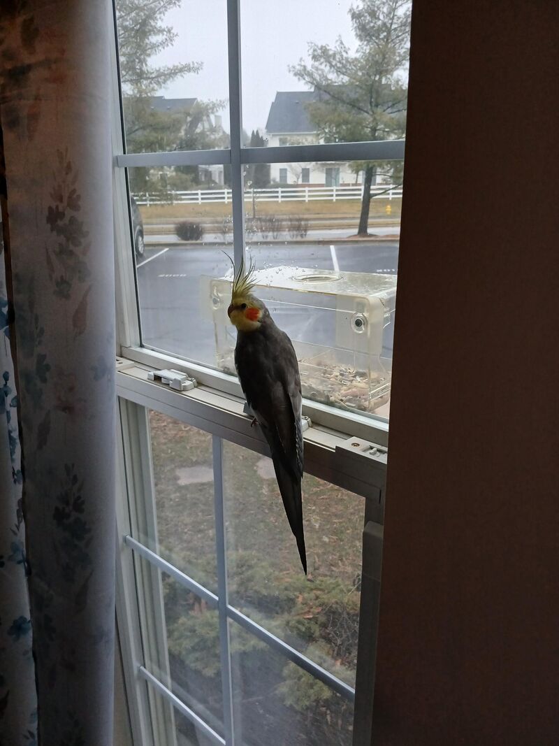 Missing cockatiel