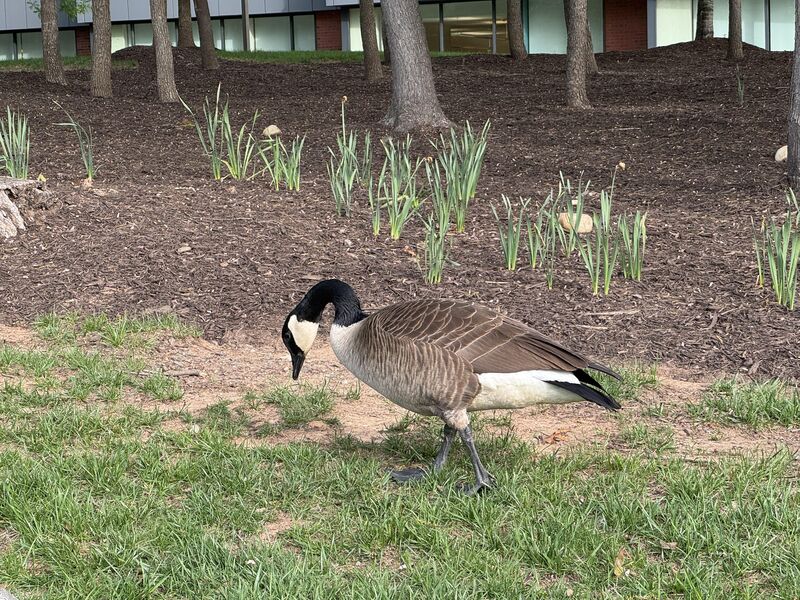 How do I get this turkey on my campus to like me (they are a regular)