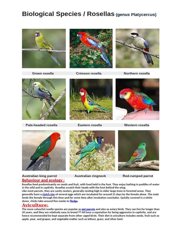Anyone else find it unfair the rosellas make bad companion pets compared to the other Australian parrots?