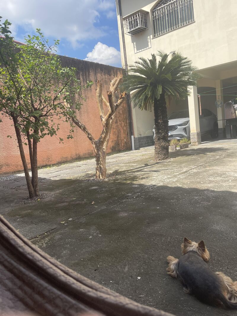 Find the hidden parrot