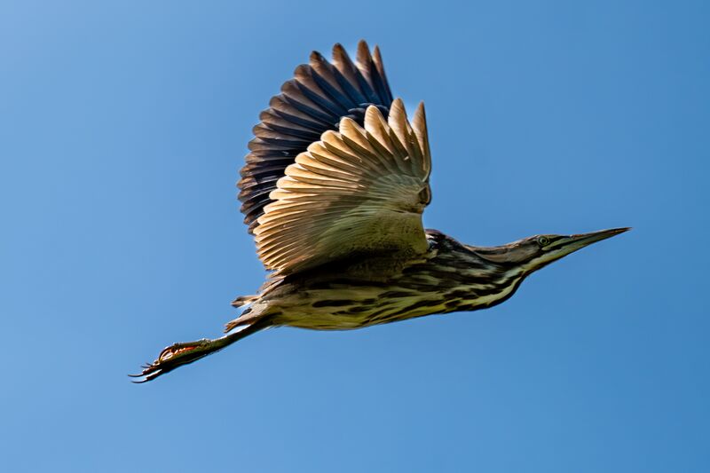 I got a VERY lucky shot of an American Bittern that rushed away
