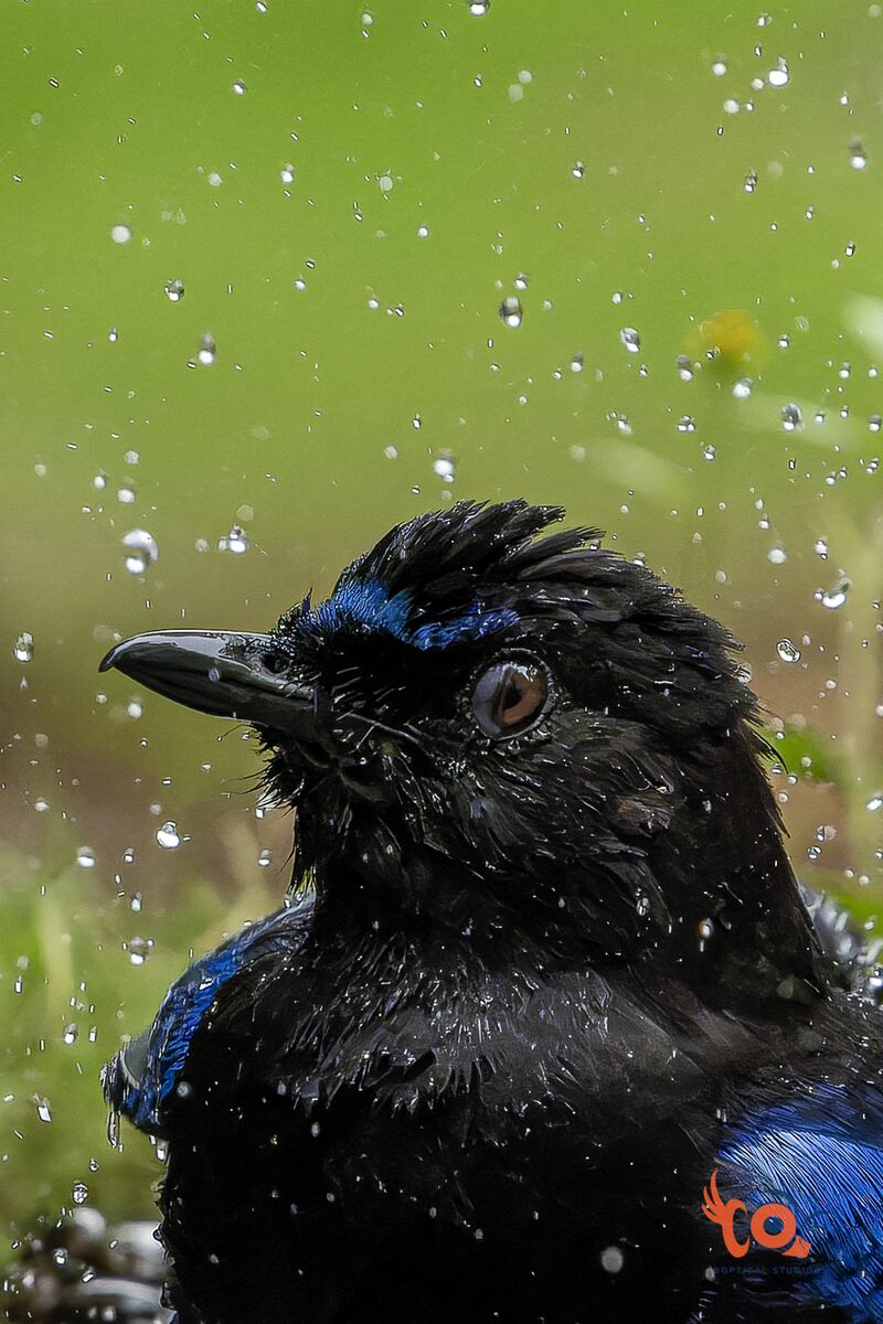 Summer Time - Malabar Whistling Thrush