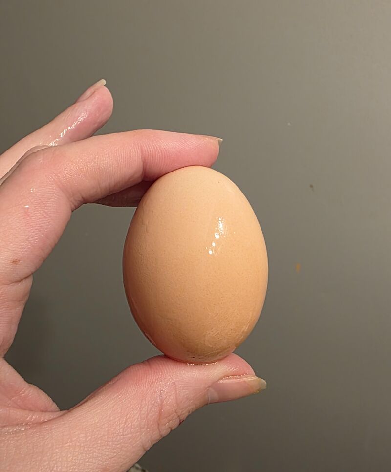 One of my girls laid the prettiest, ombre egg I've ever seen.