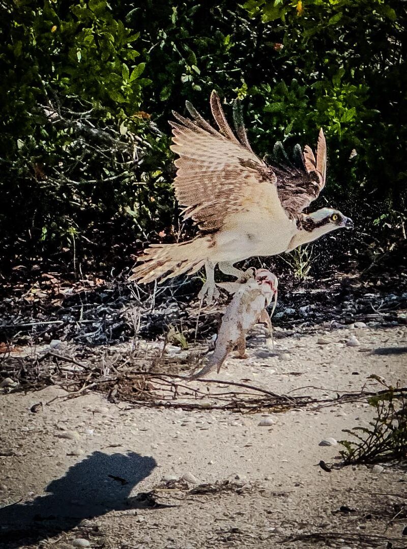 Osprey with fish