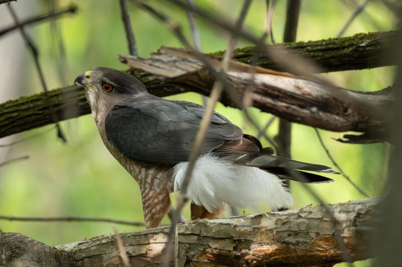 Cooper’s Hawk with all his fluff out.