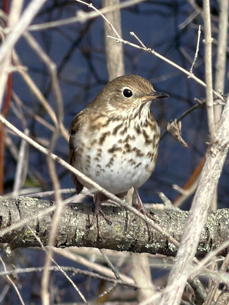 I was so pumped to get this pic on my walk today (VT)