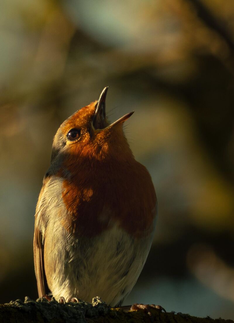 A singing European robin