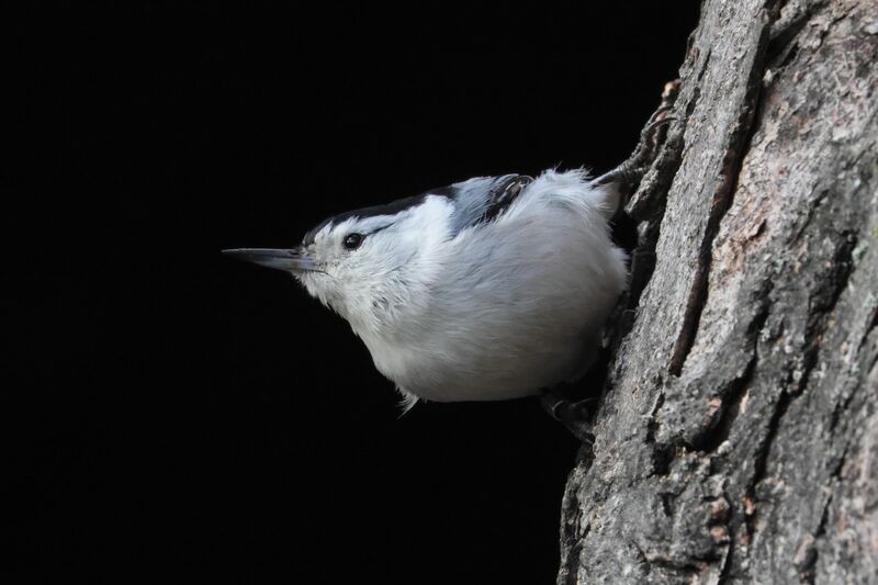 White-breasted Nuthatch looking beautiful as always