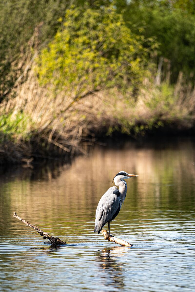 Grey Heron (Ardea cinerea) perched on a branch, London [2779x4169]