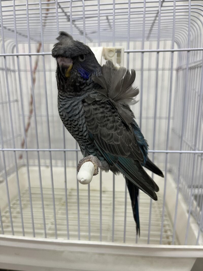 How about ma double black budgie