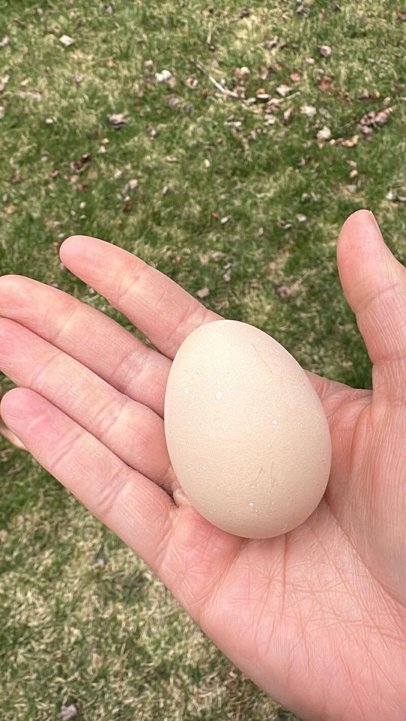 39 week old chantecler finally laid an egg. I did not think she’d ever lay