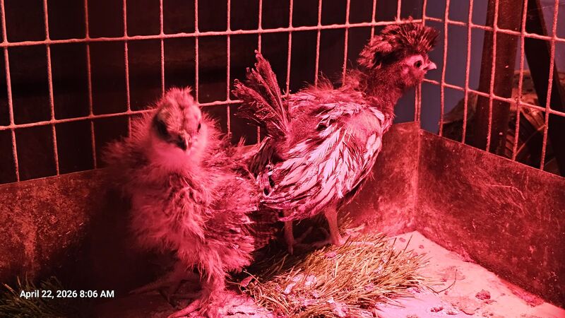 My chick has entered her punk rock teenage phase