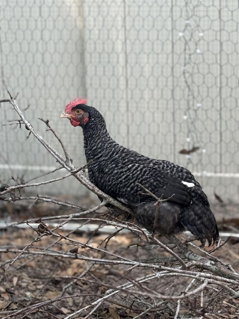 Does anyone else have a midnight majesty maran rooster?