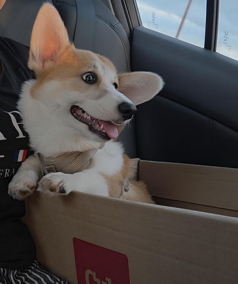 Good boy unaware he's getting his balls chopped off today