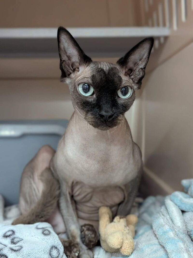 The handsome Tokyo from our shelter.