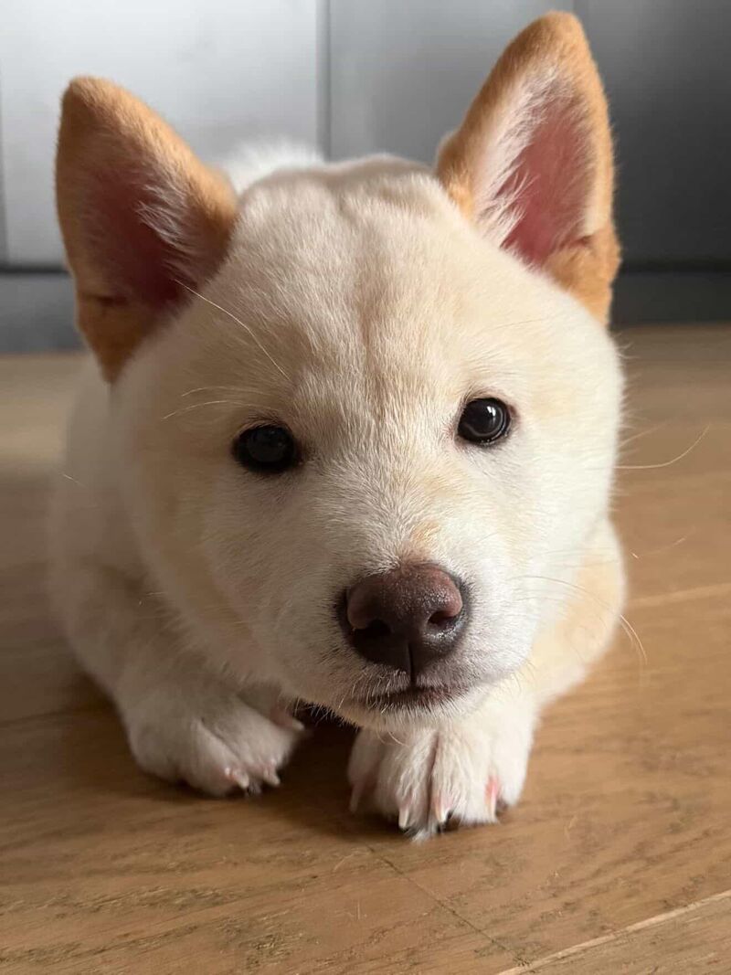 Meet Bobo the performative puppy