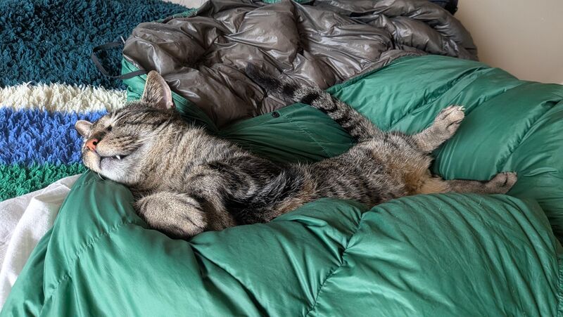 Neighbor asked me to take care of his shop cat, safe to say Chonk has taken to the inside life