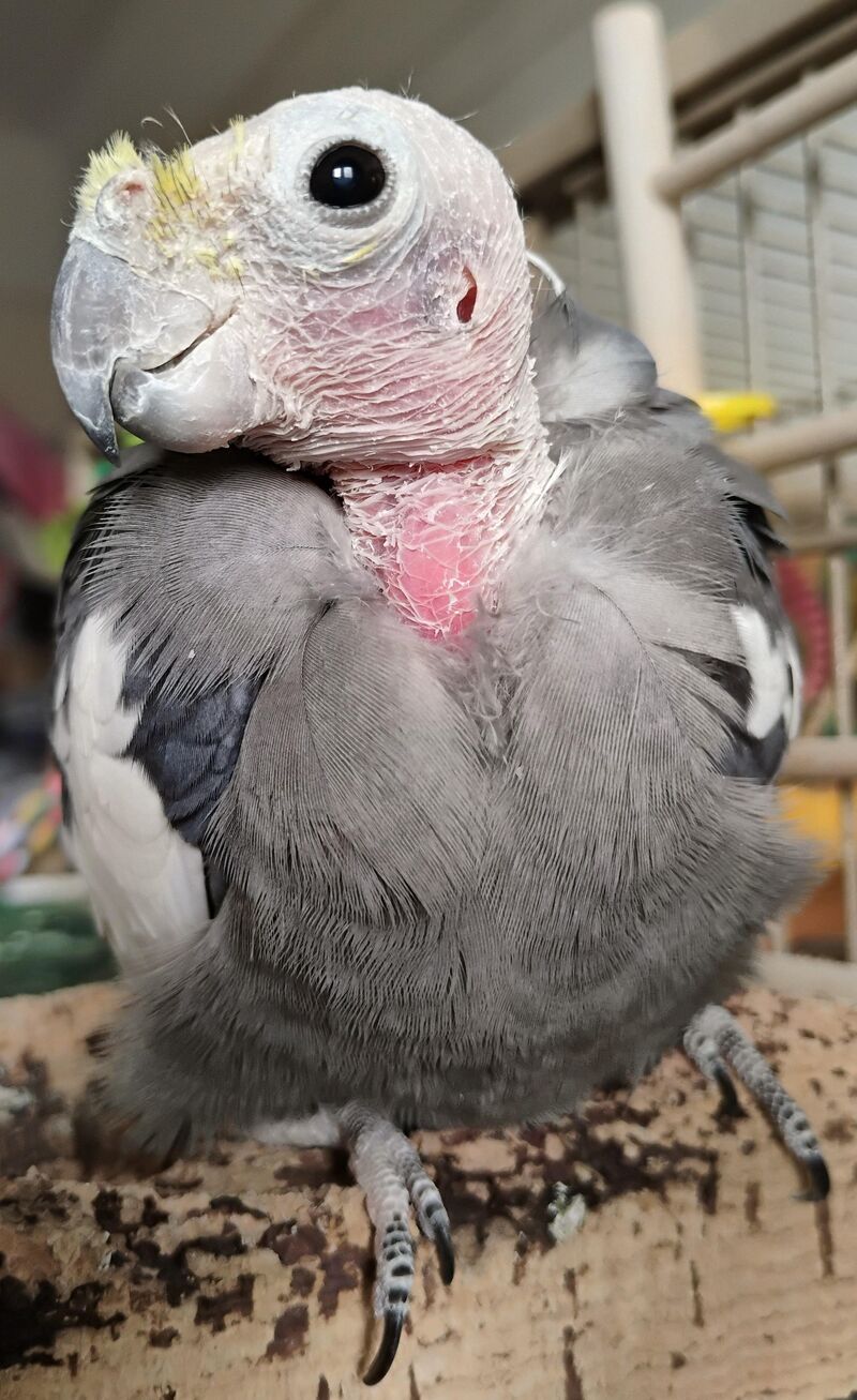 Sir Thaddeus on his cork throne