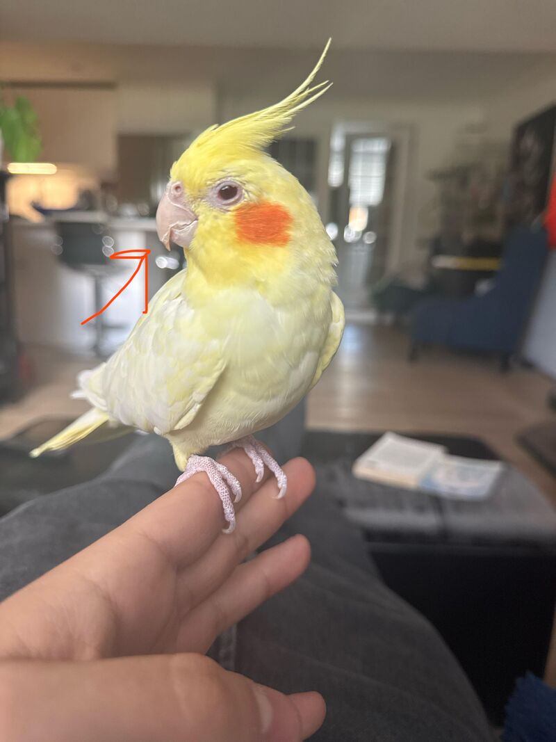 Is my cockatiels beak alright