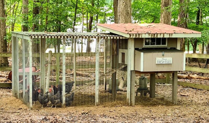 Assimilating new chicks