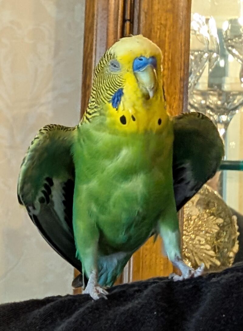 My smol green eagle 🦅