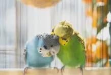 I have two male budgies, but since two months ago, they relationship become very bad.