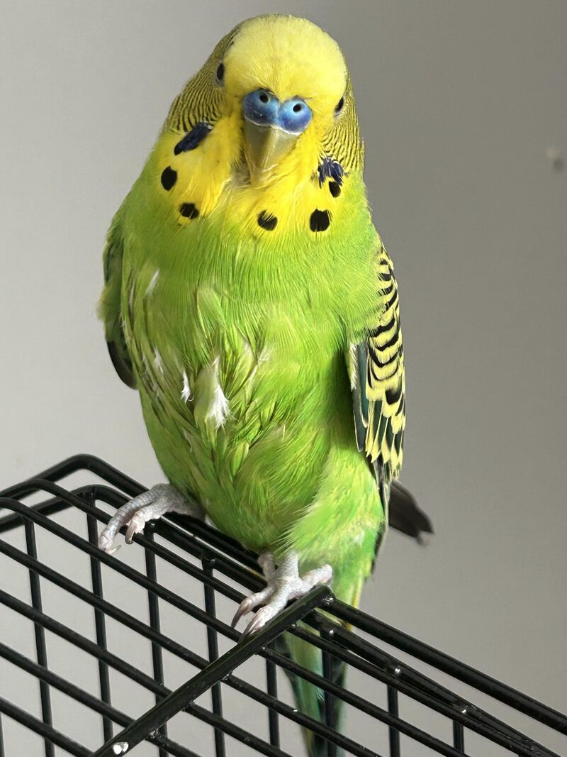 Serrano wouldn’t bathe till the bath was parsley