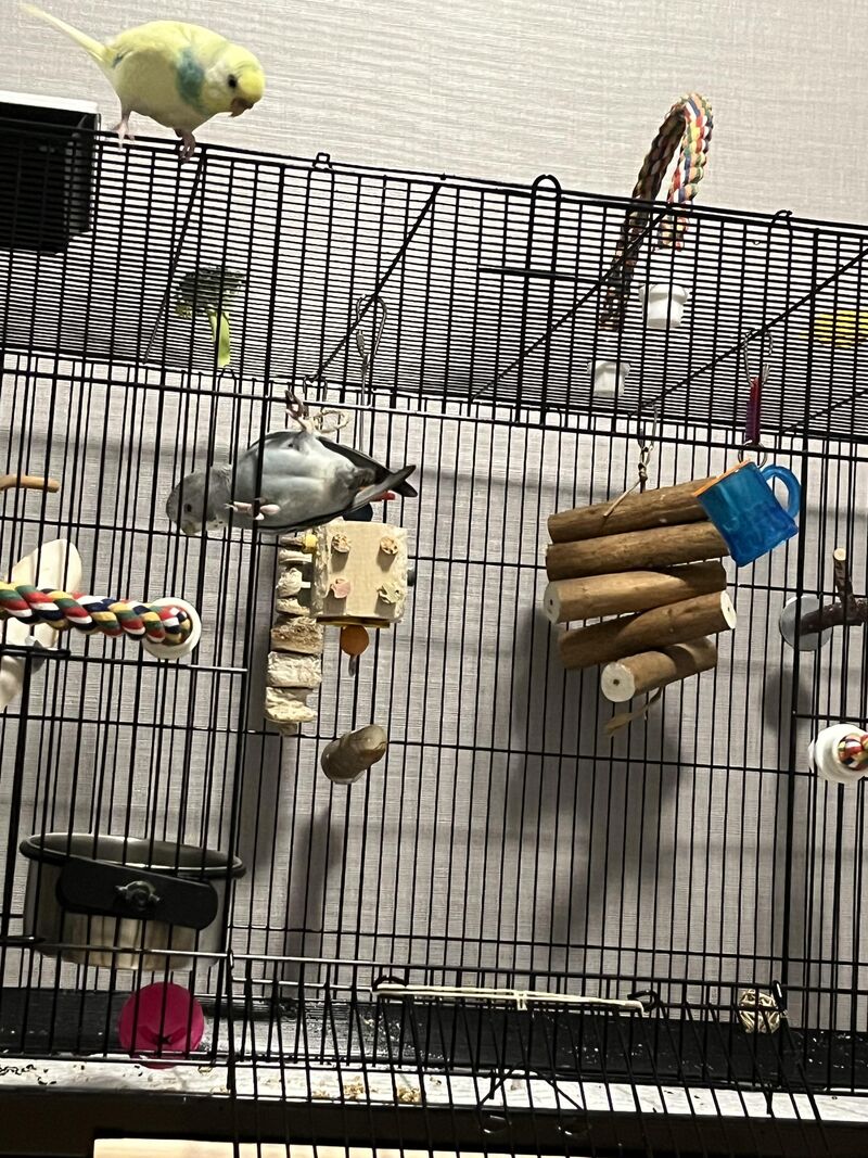 Female budgies r under appreciated, please show me yours!!