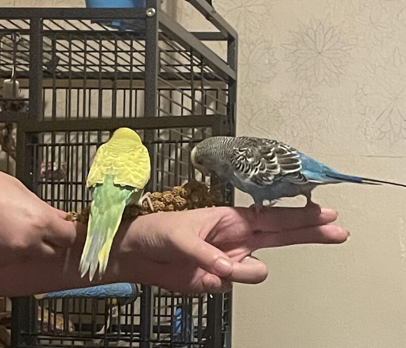 I got them to perch on me 💛🩵