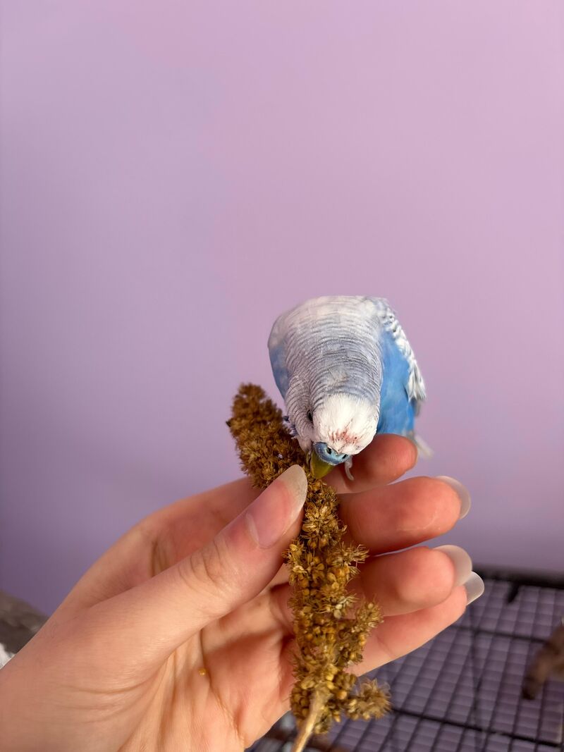 Rough molt for sir Snowy