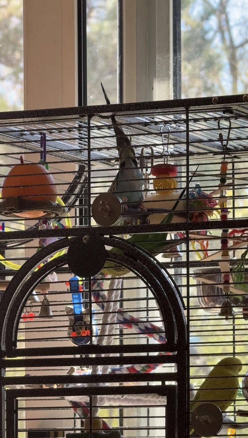 Budgie bullying others?