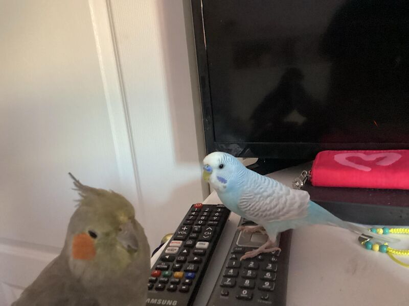 How old and what sex is this budgie?