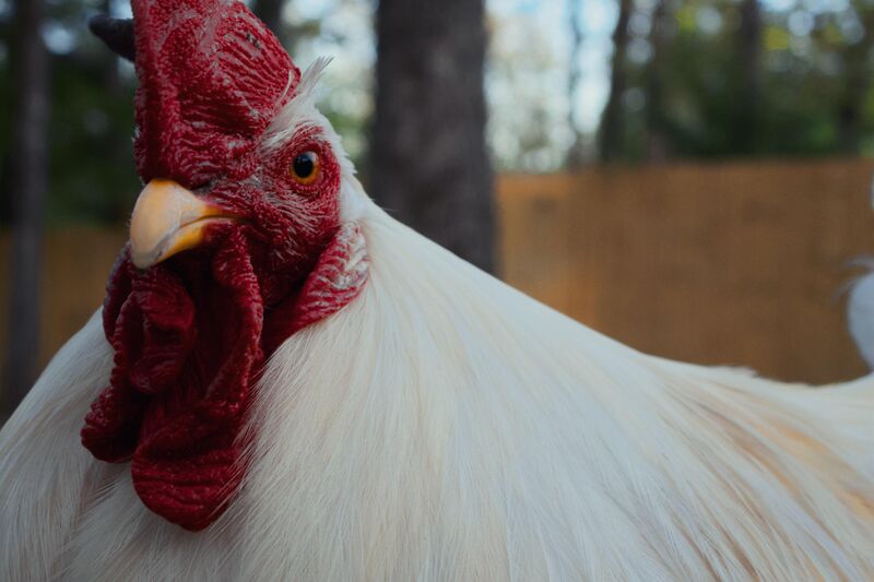 He was pissed I went in his coop