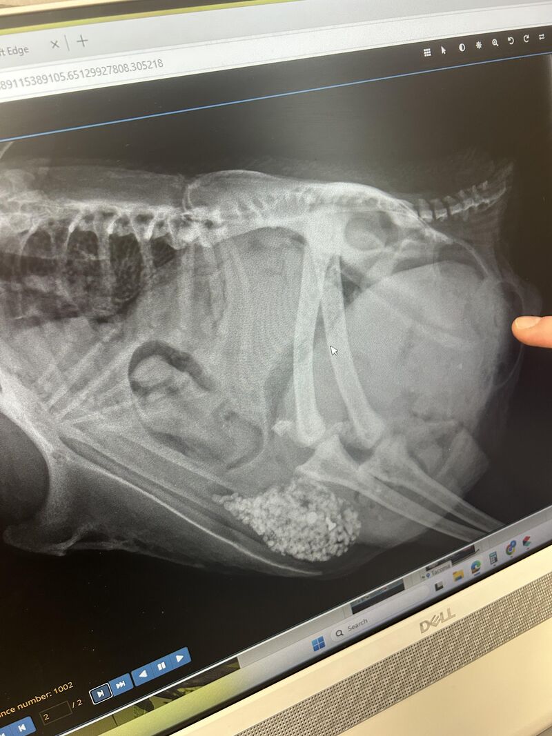 Winnie was euthanized today