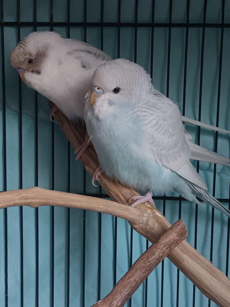 Very fluffy birds. Is this normal?