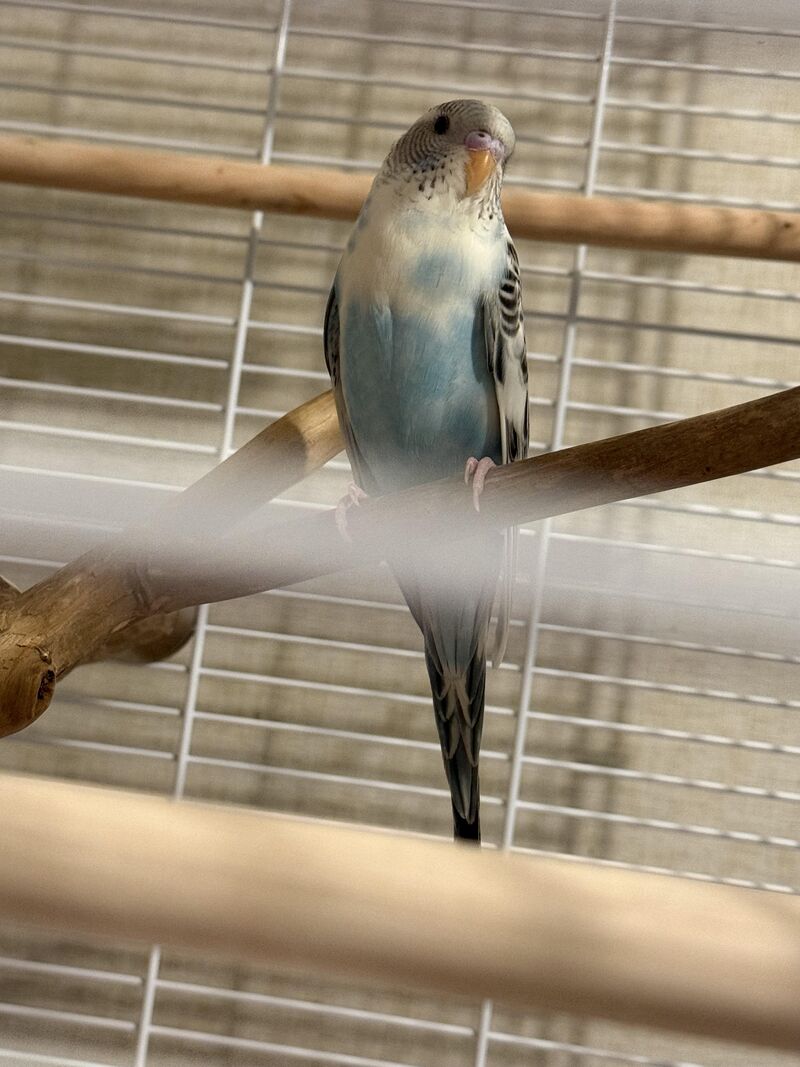 Trying to tell the gender