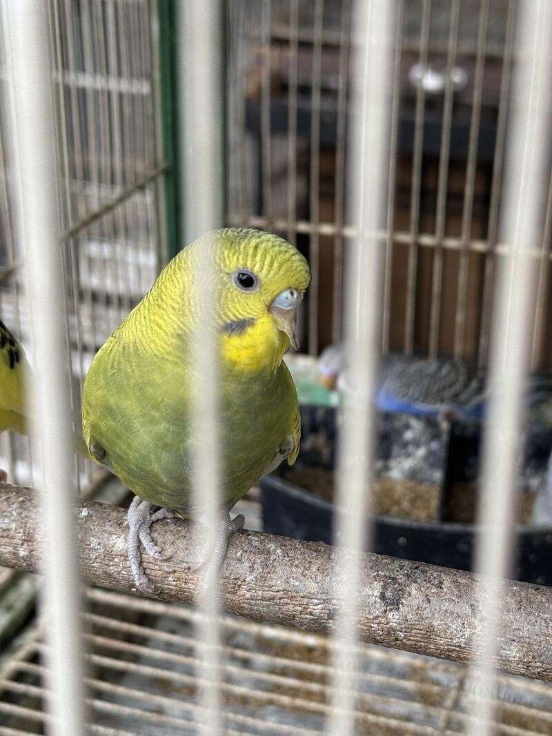 Budgie with weird beak?
