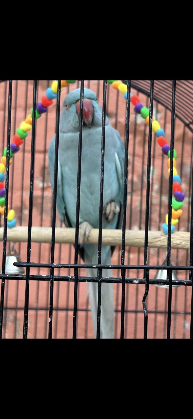 any advice for taming a parrot?