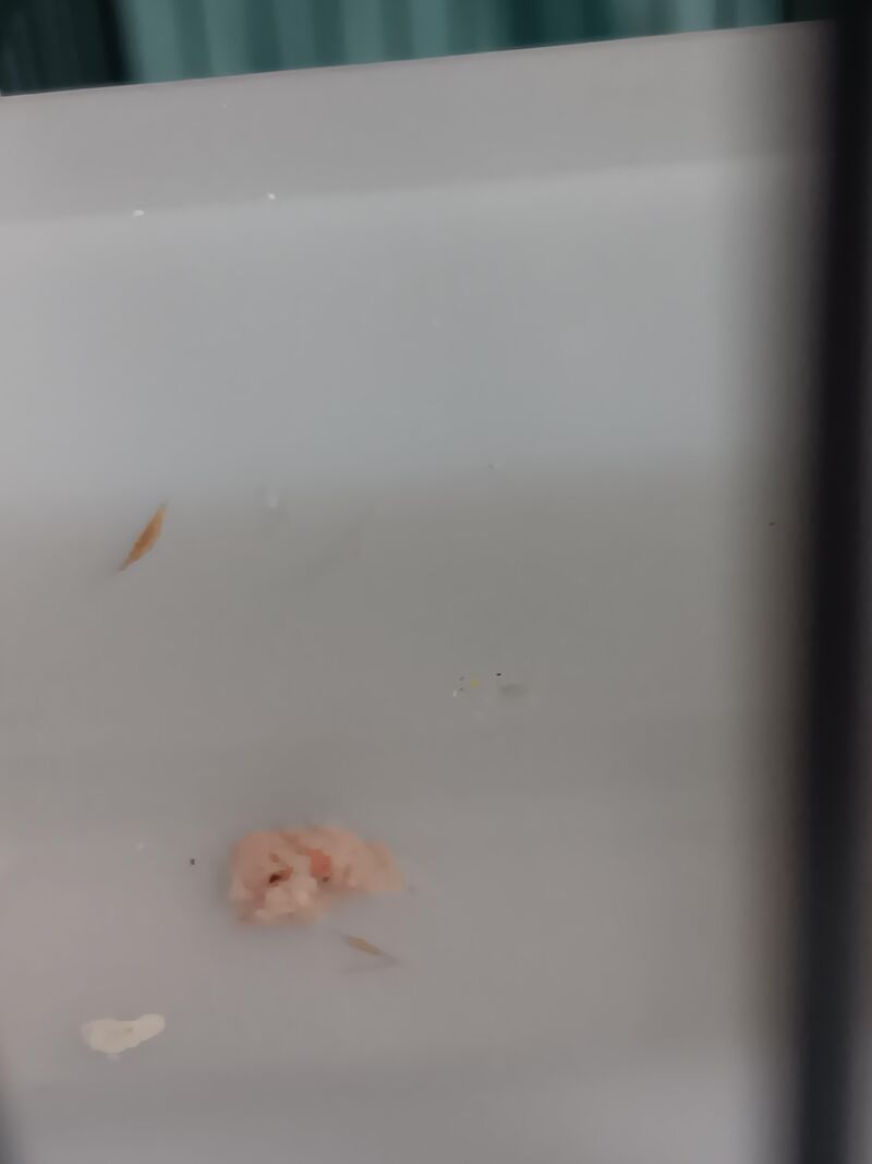 Does anyone know what this could be in my birds water dish?