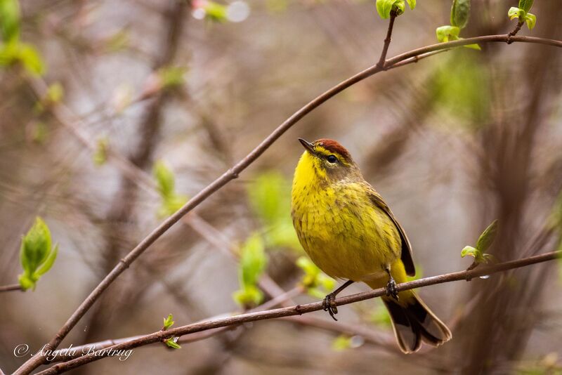 Palm warbler stopping by during spring migration!