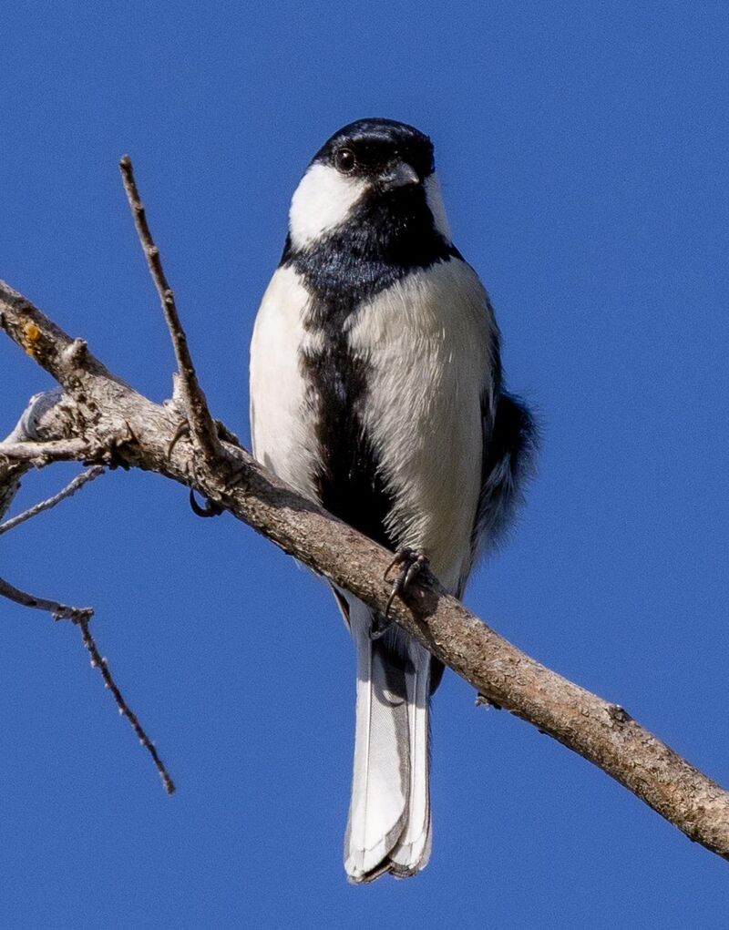 Asian Tit on a sunny day.
