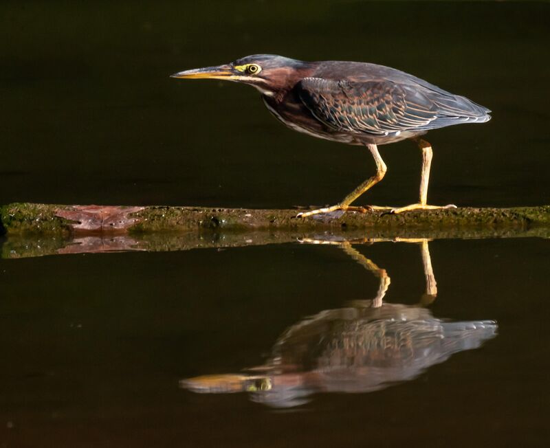 Green heron