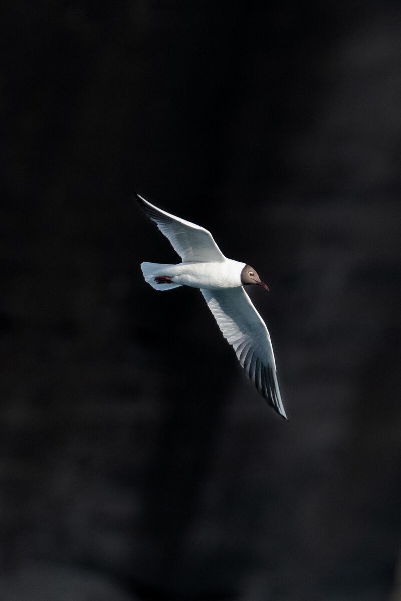 Black-headed gull on black