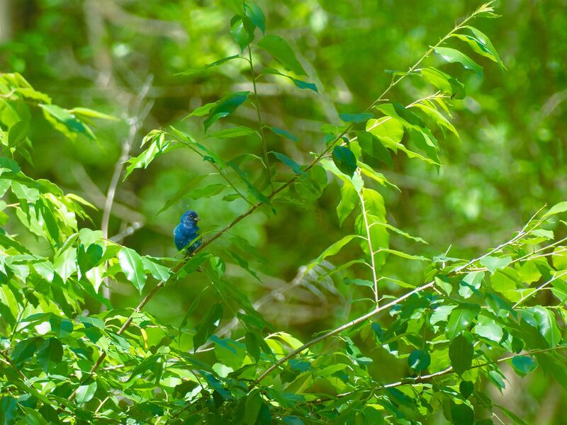 Indigo Bunting